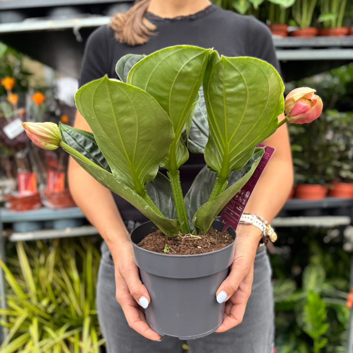 Medinilla-D14.jpeg