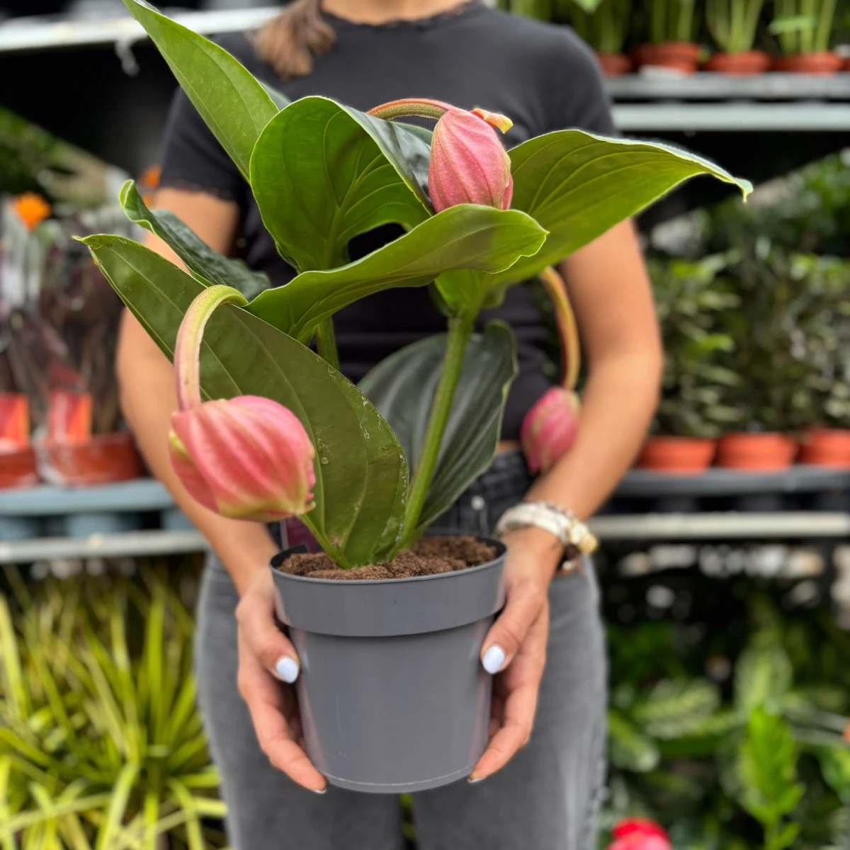 Medinilla-D17.jpeg