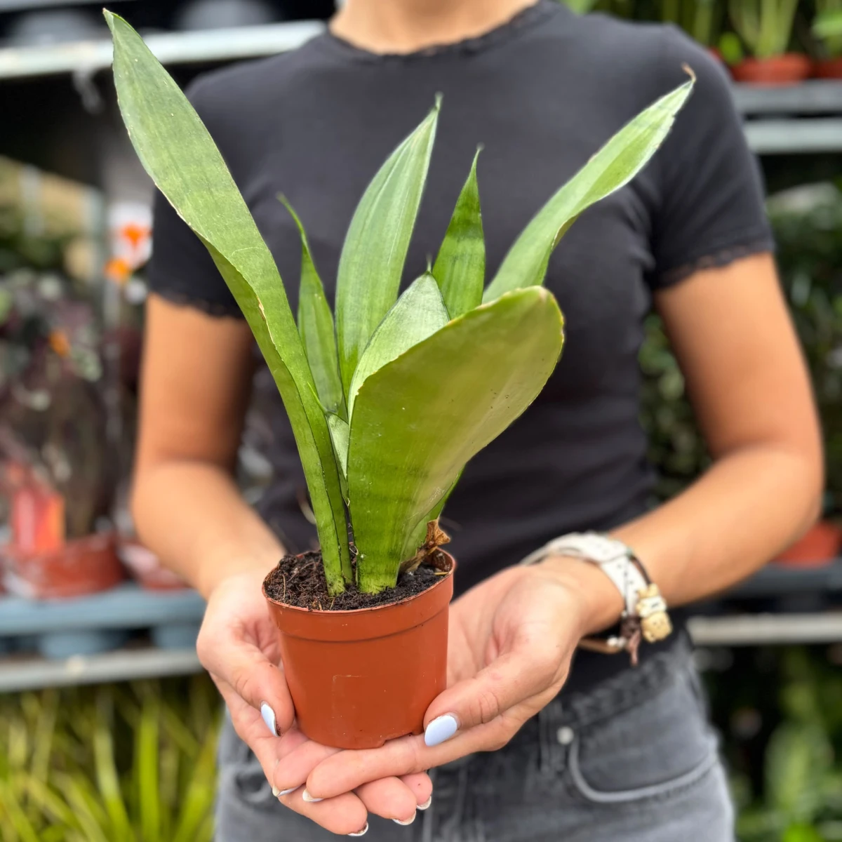 Sansevieria-Moonshine-D9.jpeg