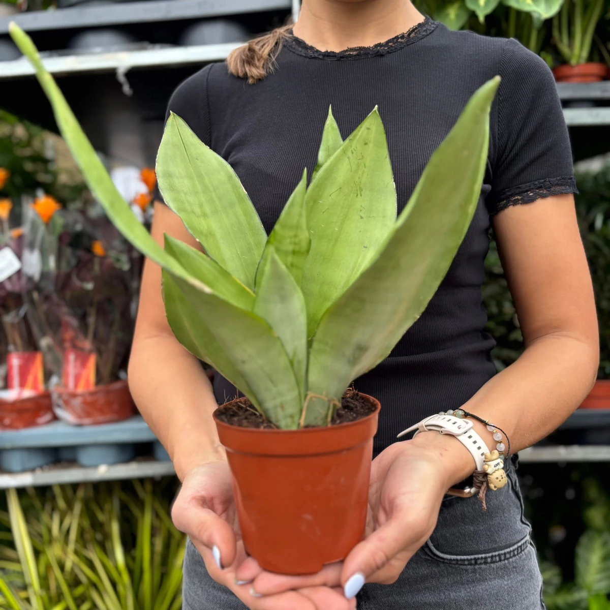 Sansevieria-Moonshine-D12.jpeg