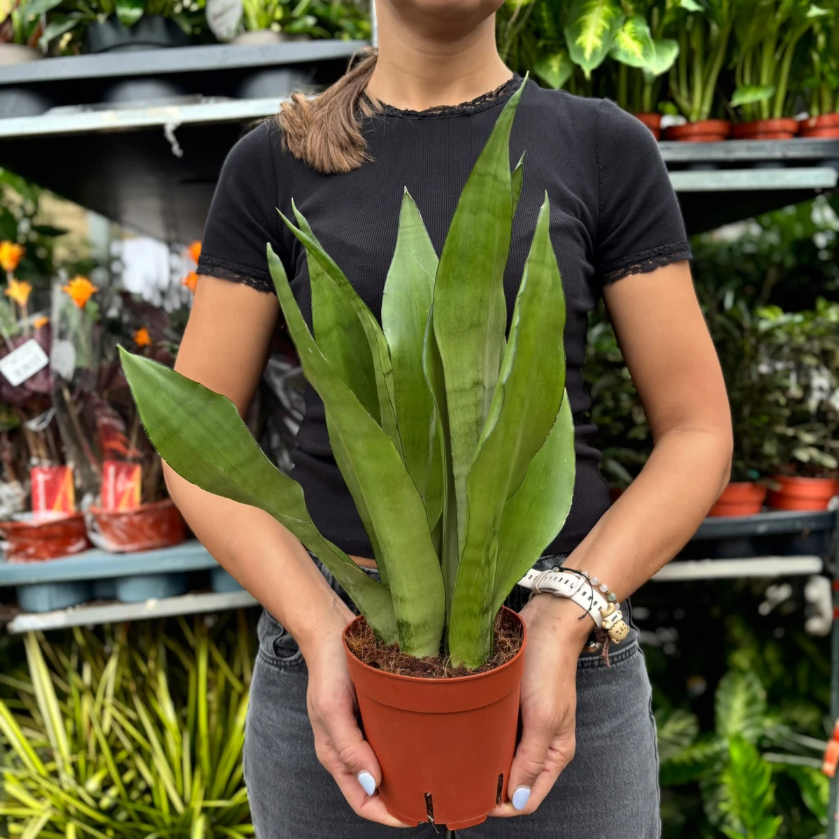 Sansevieria-Moonshine-D14.jpeg