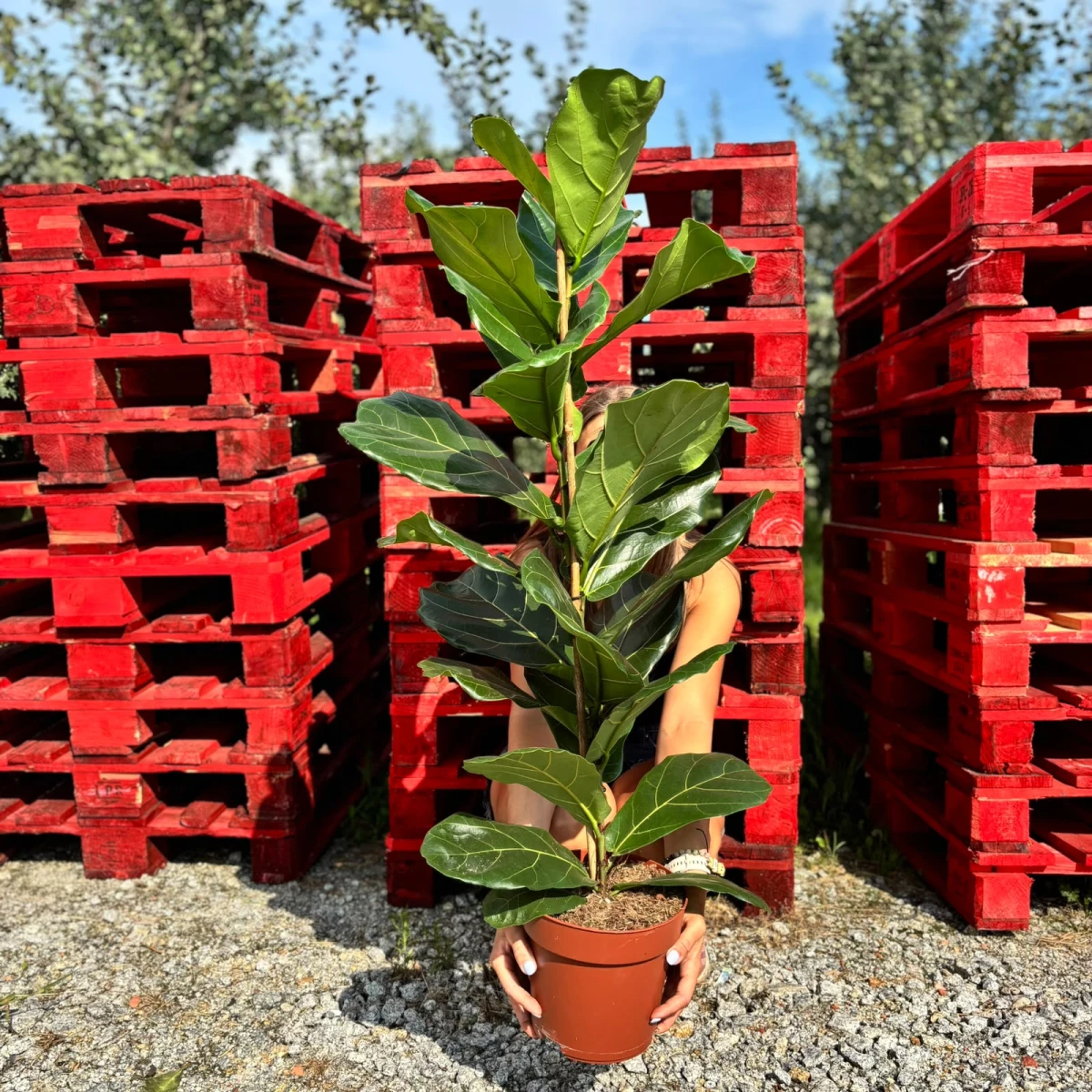 Ficus-Lyrata-D21.jpeg