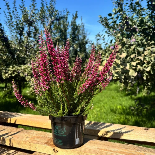 Wrzos różowy (Calluna vulgaris) - wrzos pospolity w doniczce