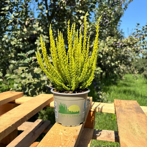 Wrzos 'Skyline Sydney' (Calluna vulgaris) - wrzos pospolity, jasna odmiana