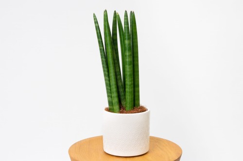 Sansevieria Cylindrica - Wyjtkowa Rolina Oczyszczajca Powietrze |  Zielona Flora