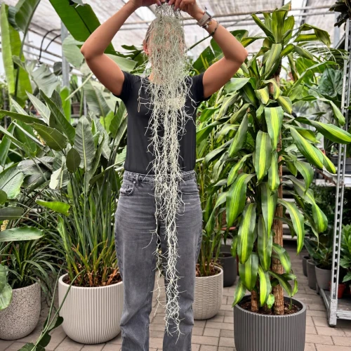 Oplątwa brodaczkowata (Tillandsia usneoides) - mech hiszpański