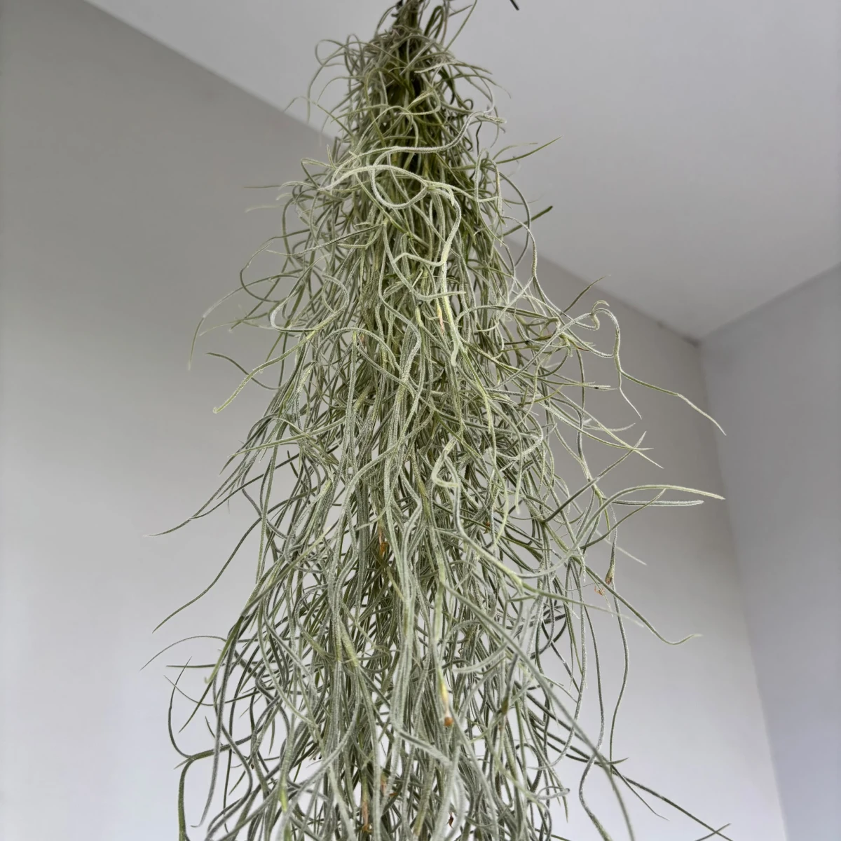 Mech hiszpański (Tillandsia usneoides) zawieszony na haczyku, zwisające szarozielone pędy na tle białej ściany