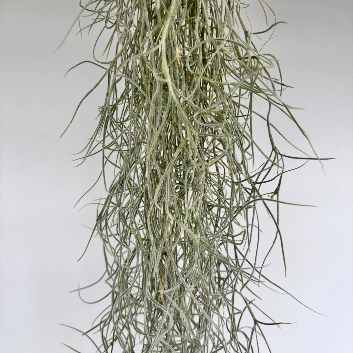 Zbliżenie pędów oplątwy brodaczkowatej (Tillandsia usneoides): omszone, srebrzystoszare nitki