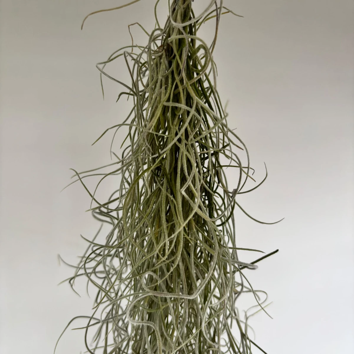 Oplątwa brodaczkowata (Tillandsia usneoides), detal splątanych pędów mchu hiszpańskiego