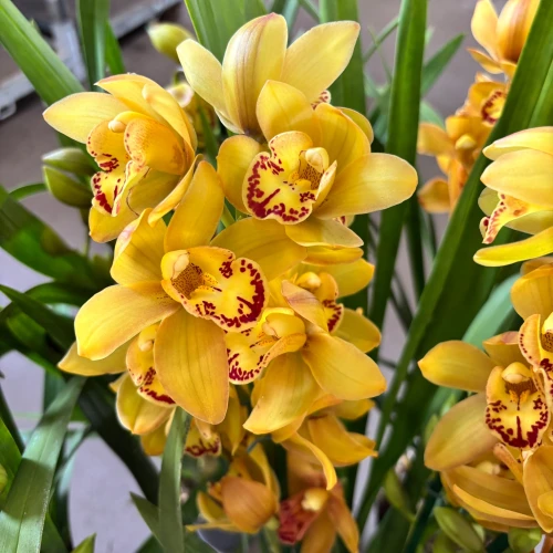 Storczyk cymbidium żółty (Cymbidium) - doniczka Ø17 cm