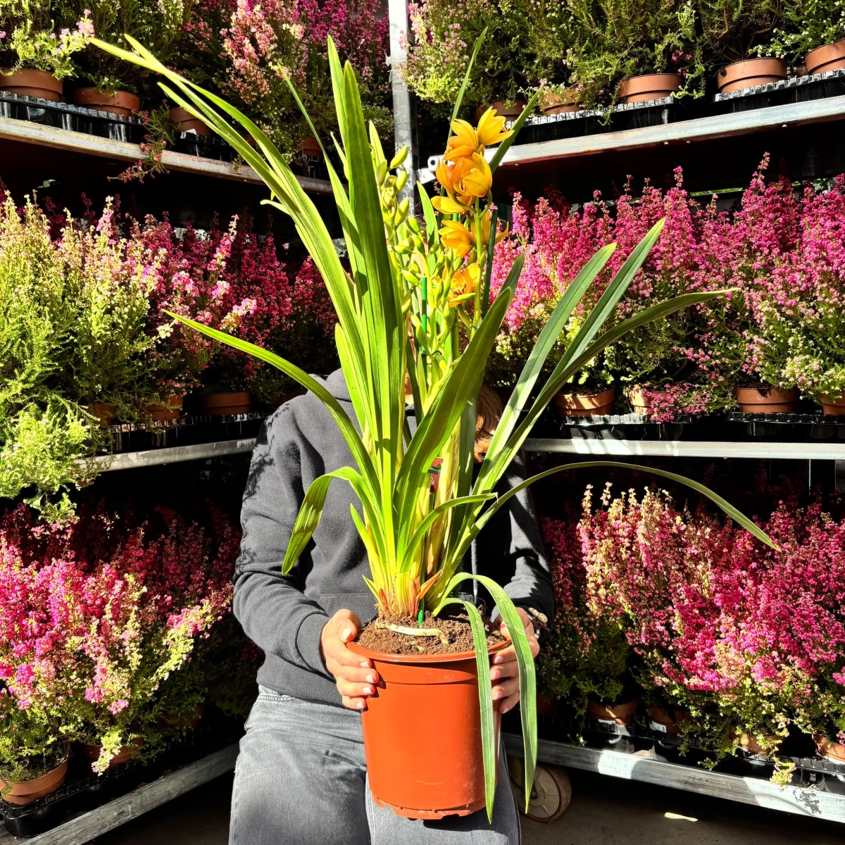 Storczyk cymbidium żółty w doniczce produkcyjnej Ø17 cm, wysokość około 60 cm, z pędem kwiatowym
