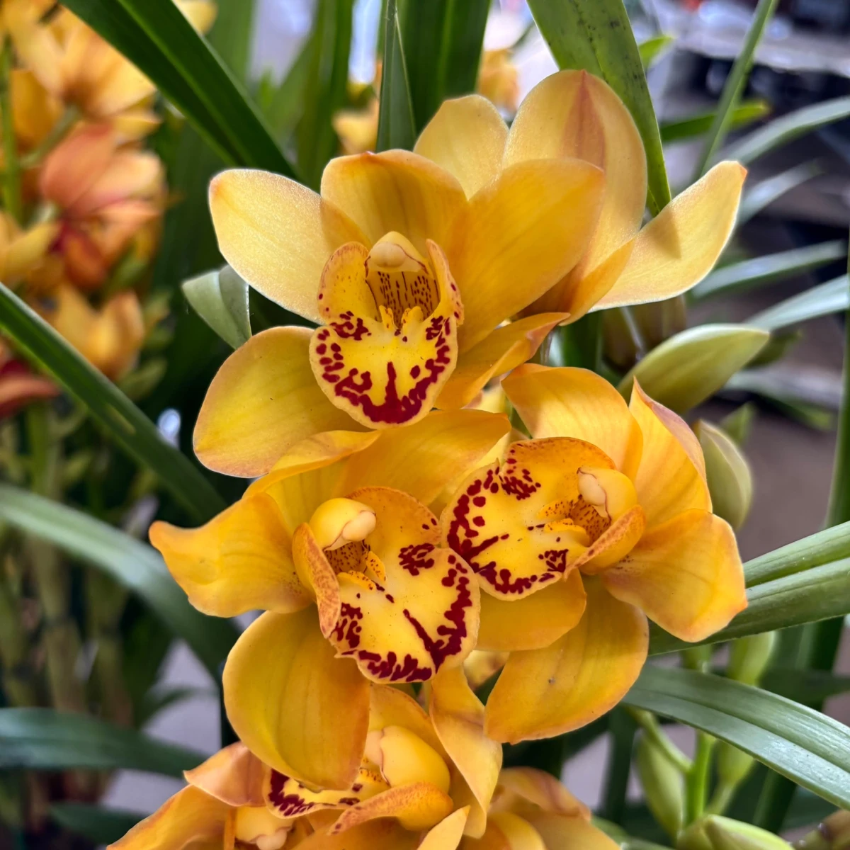 Kwiaty cymbidium w odcieniu żółtym, warżka z bordowymi plamkami