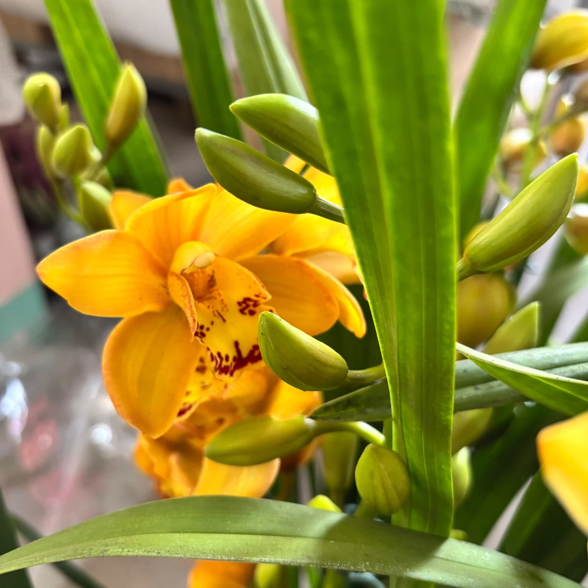 Pąki i otwarty żółty kwiat storczyka cymbidium między długimi liśćmi