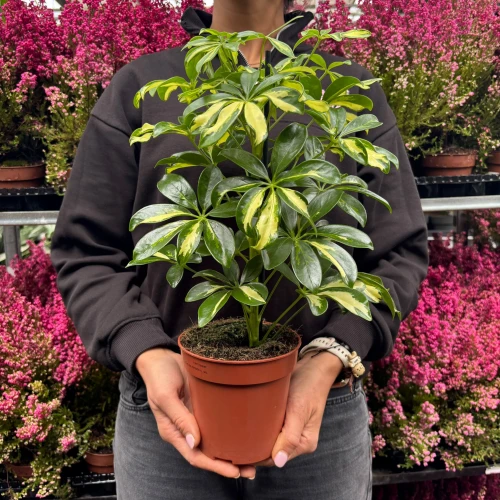  Szeflera drzewkowata Gold 'Schefflera GOLD'