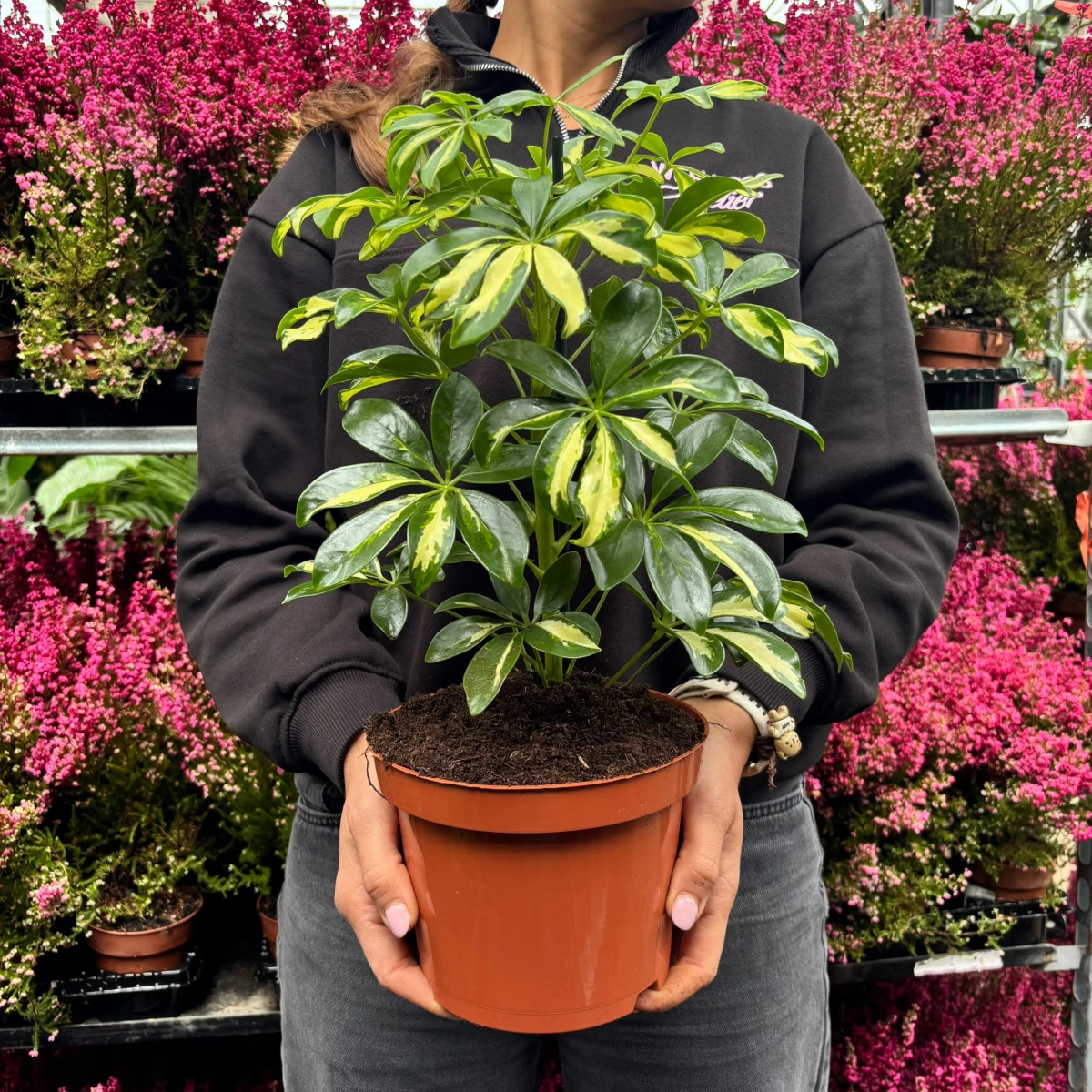 Schefflera-d17-Gold.jpeg
