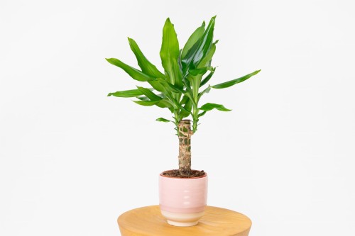 Dracaena Fragrans - Kompleksowa Pielgnacja i Wskazwki | ZielonaFlora.pl