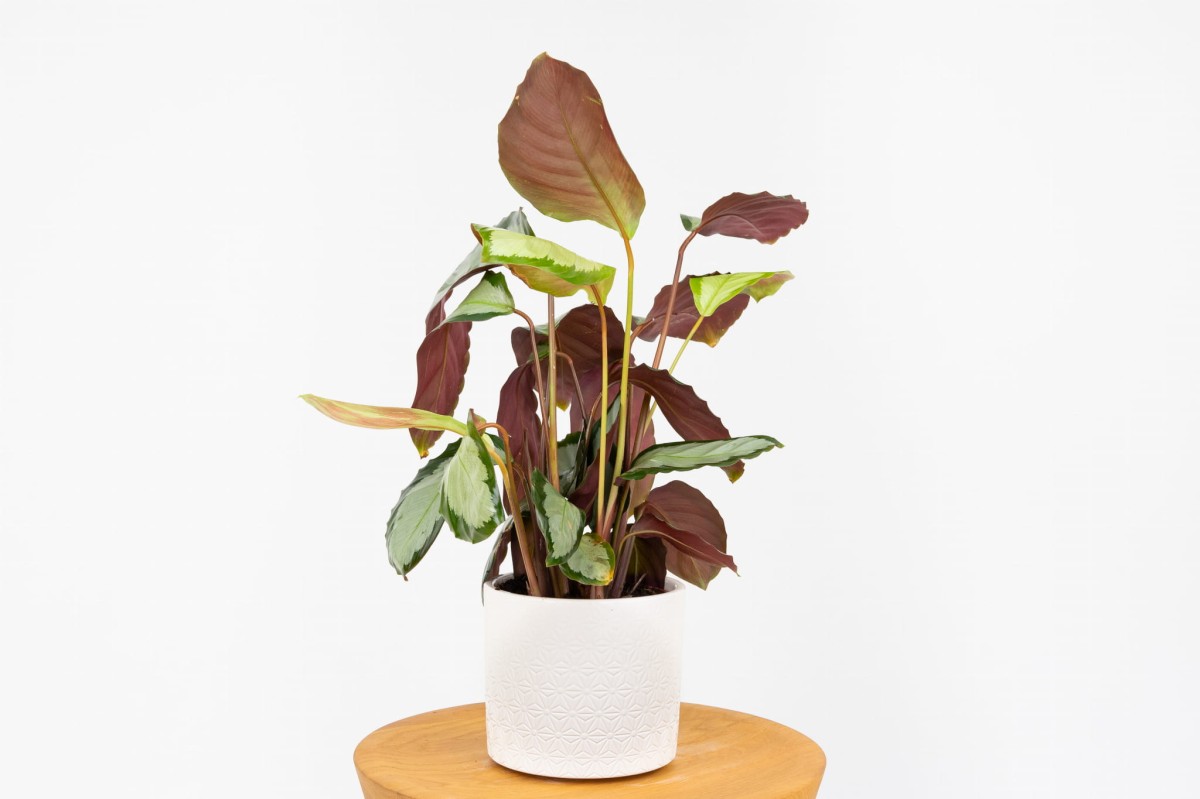 Calathea picturata 'Argentea' (kalatea obrzeżona) o srebrzystych liściach z purpurowym spodem w białej doniczce