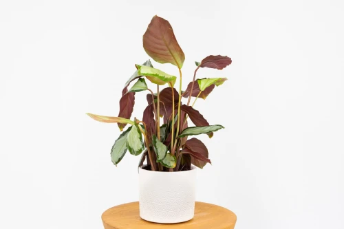 Calathea picturata 'Argentea' (kalatea obrzeżona)
