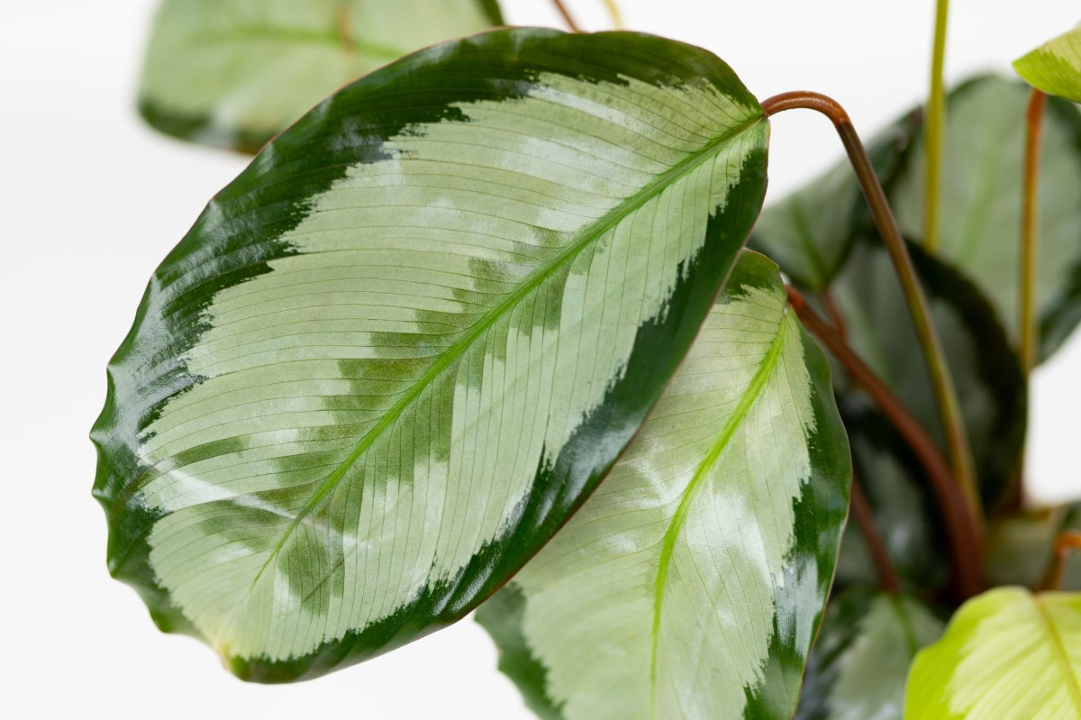 Zbliżenie liścia Calathea picturata 'Argentea' ze srebrzystą blaszką i wąskim ciemnozielonym brzegiem