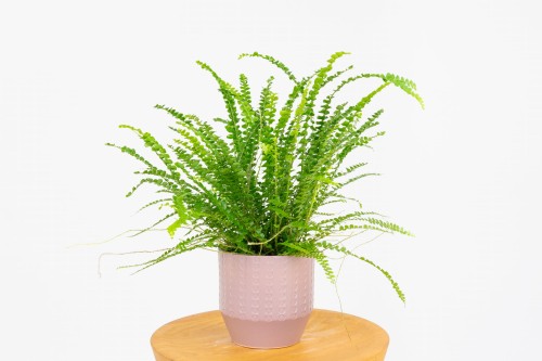 Paproć nefrolepis sercolistny (Nephrolepis cordifolia 'Duffii')