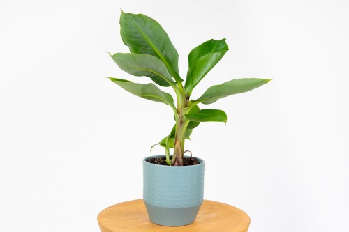 Bananowiec Musa Tropicana (Musa acuminata) - banan doniczkowy