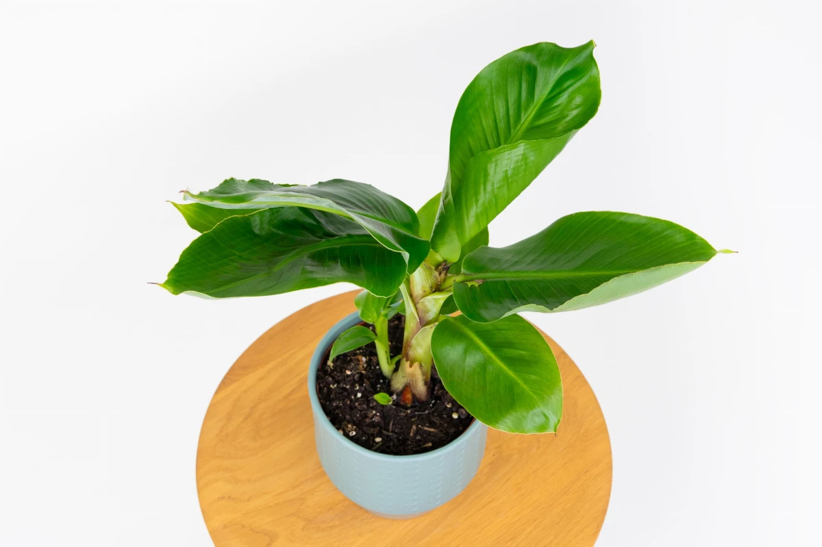 Bananowiec Musa Tropicana widziany z góry, rozłożone wiosłowate liście wyrastające z jednego pseudopnia