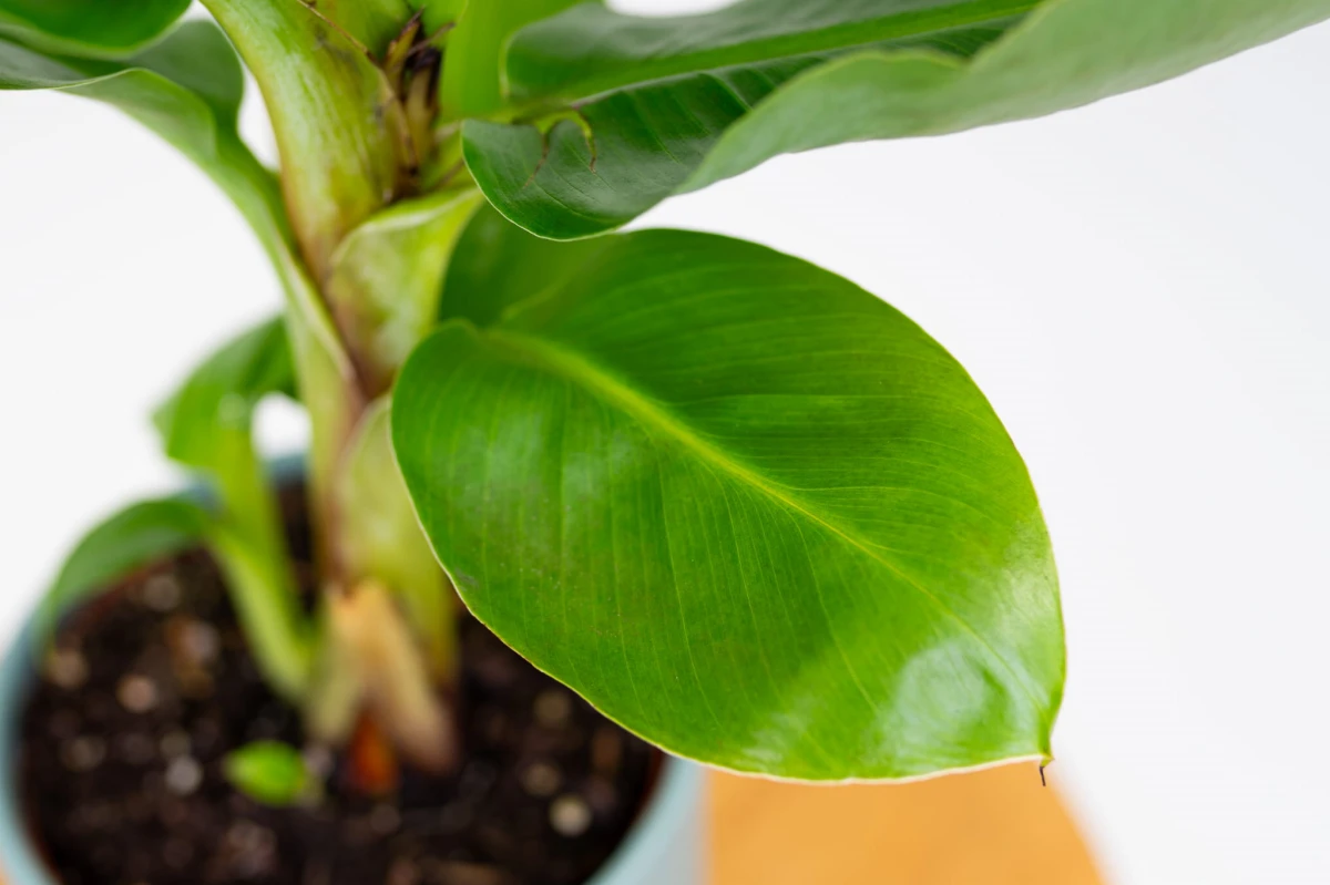 Zbliżenie liścia bananowca Musa Tropicana z wyraźnym jasnym nerwem głównym i równoległymi nerwami bocznymi