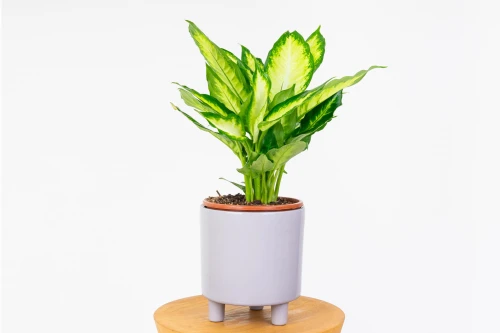 Dieffenbachia 'Camilla' (Dieffenbachia maculata) - difenbachia nakrapiana