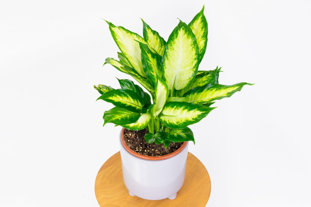 Dieffenbachia maculata 'Camilla' widziana z góry, kilka pędów w jednej doniczce