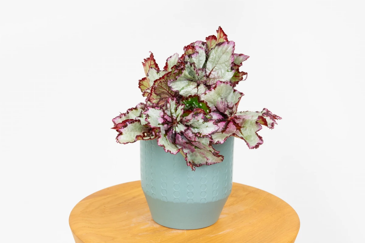 Begonia rex SILVER (begonia królewska) o srebrzystych liściach z czerwonym obrzeżeniem w jasnej osłonce