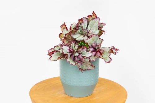Begonia rex (Begonia królewska) - SILVER
