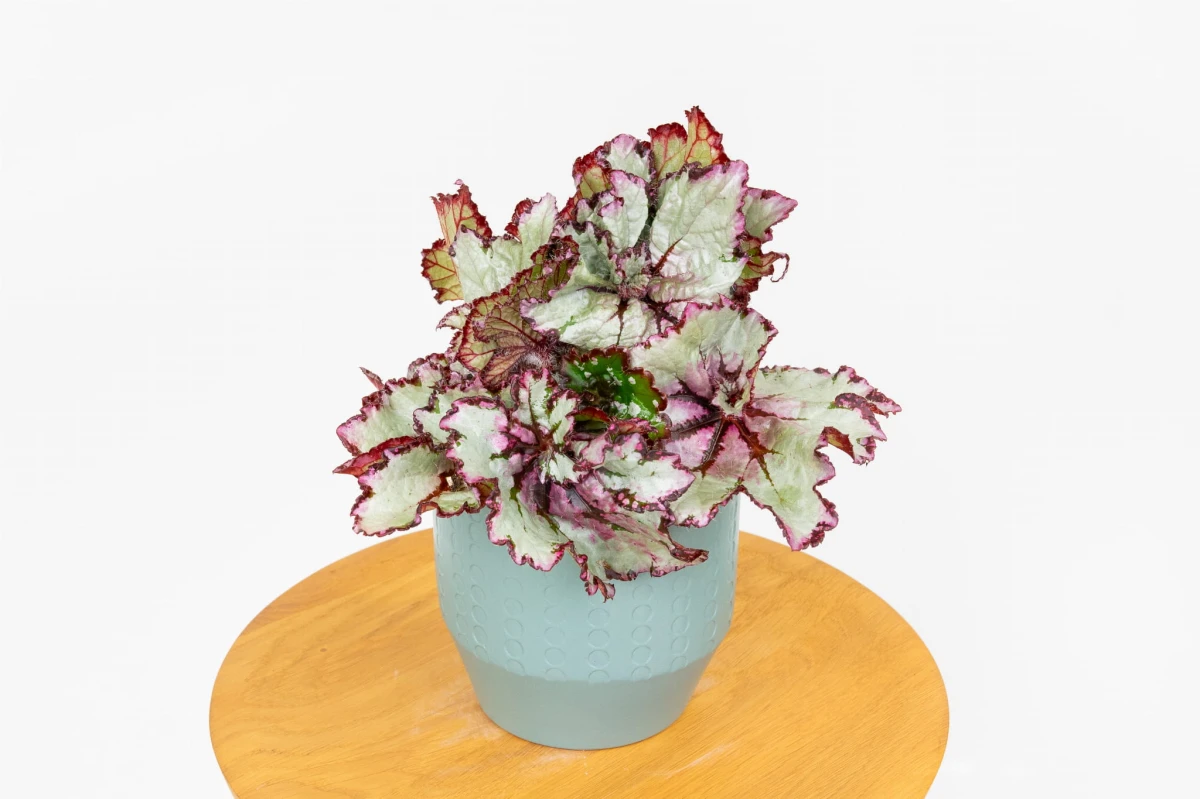 Begonia rex SILVER widziana z góry, srebrzyste liście z purpurowym rysunkiem i zielonym środkiem kępy
