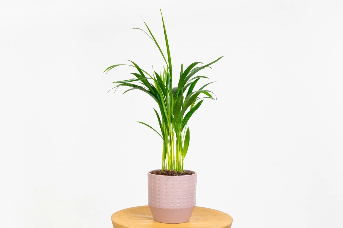 Palma areka (Dypsis lutescens) w doniczce, kępa pierzastych liści na jasnym tle