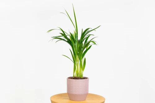 Palma areka (Dypsis lutescens) - złotowiec żółtawy