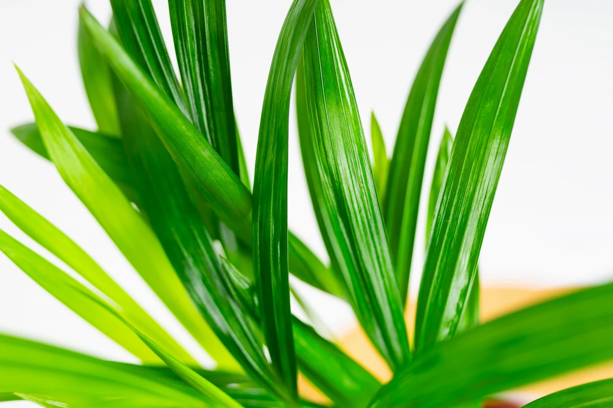 Zbliżenie pierzastych liści palmy areka (Dypsis lutescens) w jasnym, rozproszonym świetle