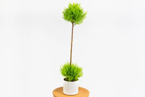 Cyprysik 'Goldcrest Wilma' 2 kule (Cupressus macrocarpa) na pniu