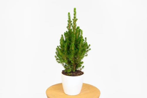 Świerk biały 'Conica' (Picea glauca 'Conica') - karłowaty świerk w doniczce