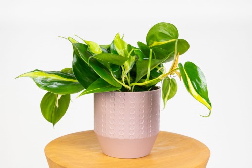 Filodendron pnący 'Brasil' (Philodendron hederaceum) - filodendron sercowaty