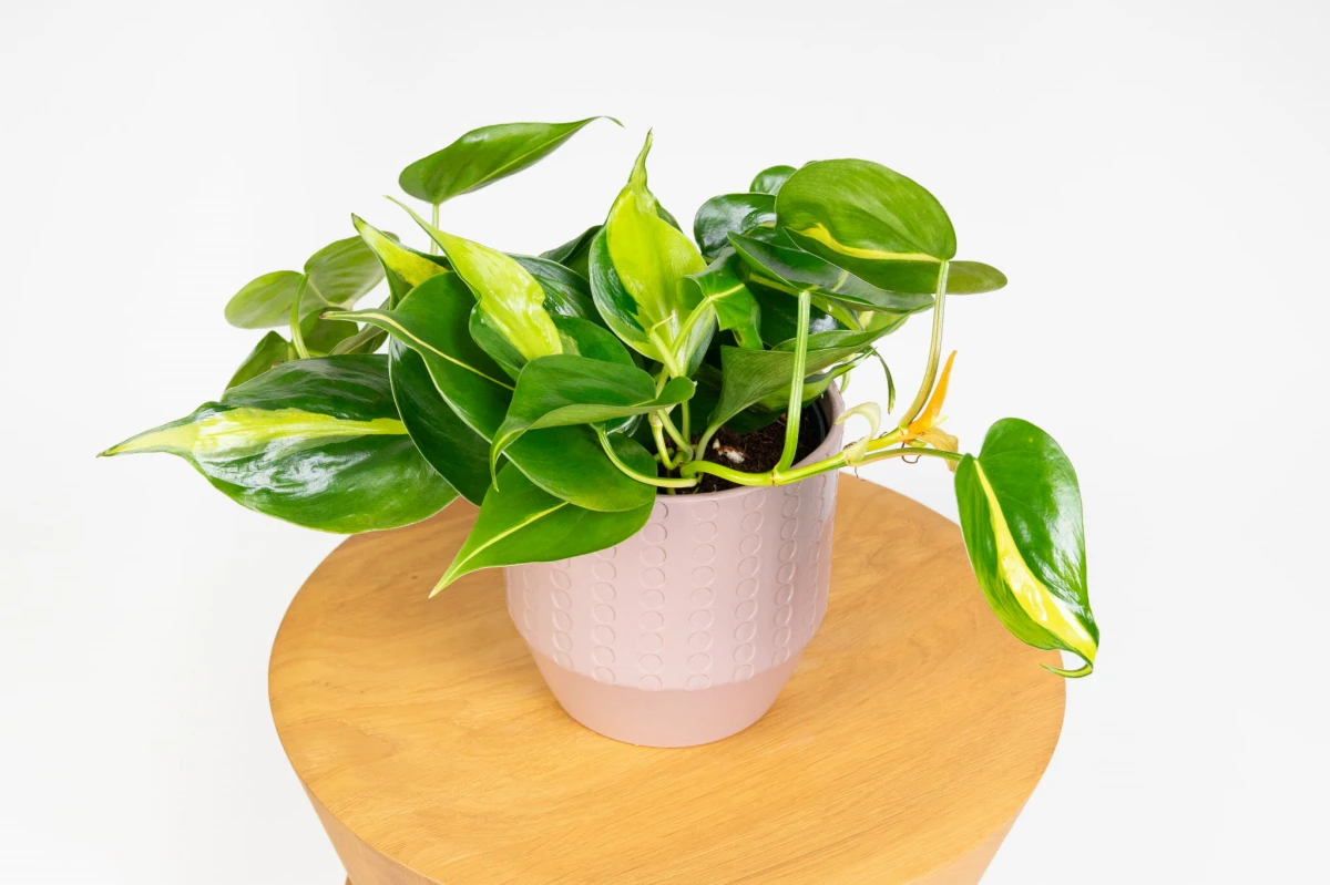 Philodendron hederaceum 'Brasil' z pędami przewieszonymi przez krawędź doniczki