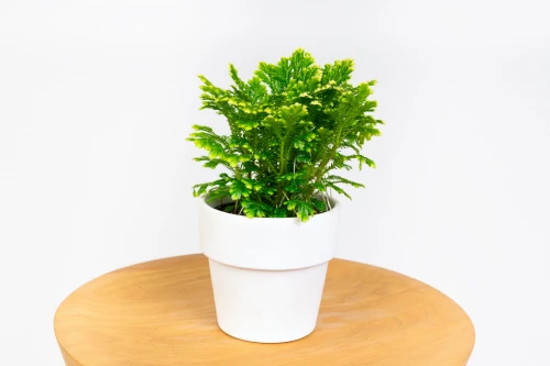 Widliczka Martensa 'Jori' (Selaginella martensii)