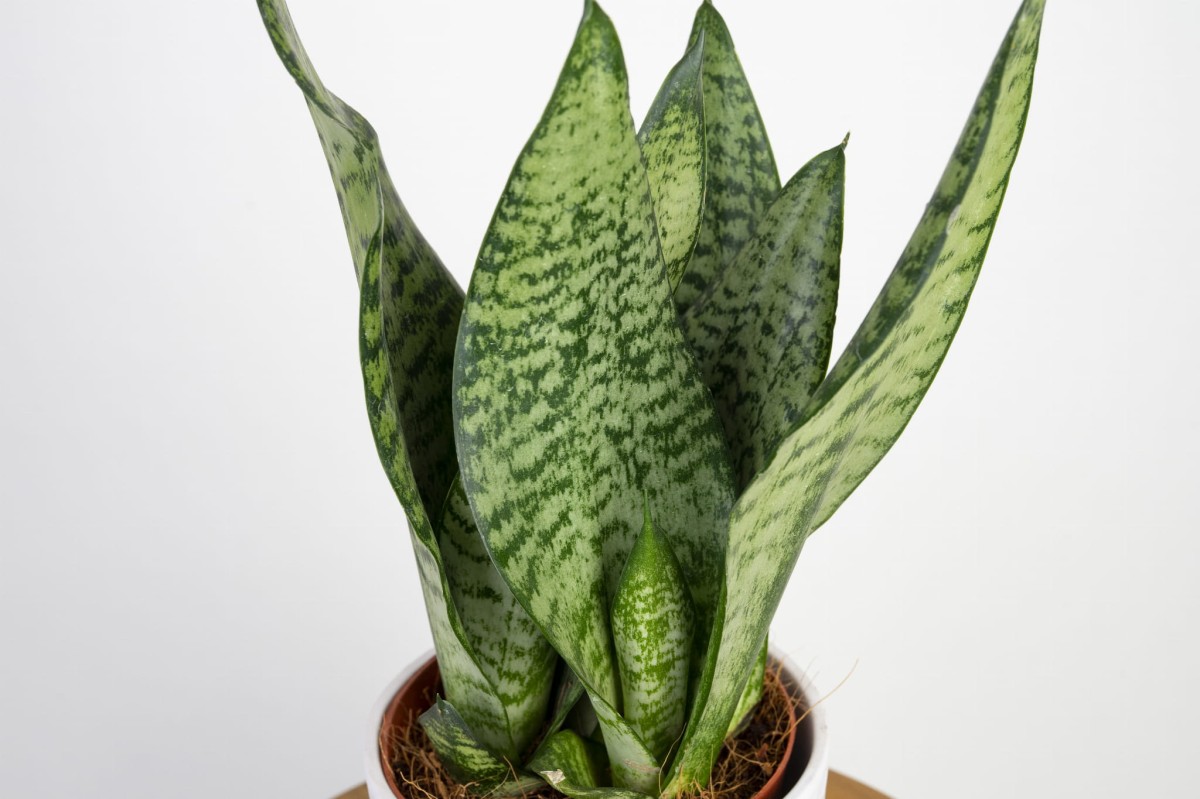 sansewieria-zeylanica-sansevieria-zeylanica-lisc.jpg