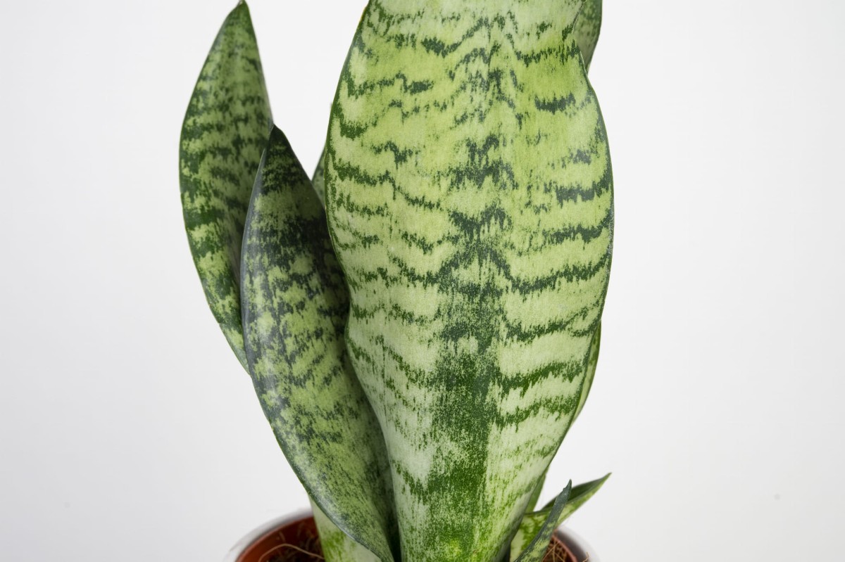 sansewieria-zeylanica-sansevieria-zeylanica-lisc-02.jpg