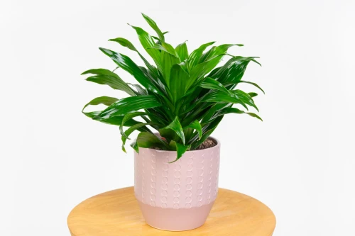 Dracena compacta (Dracaena fragrans 'Compacta') - dracena wonna