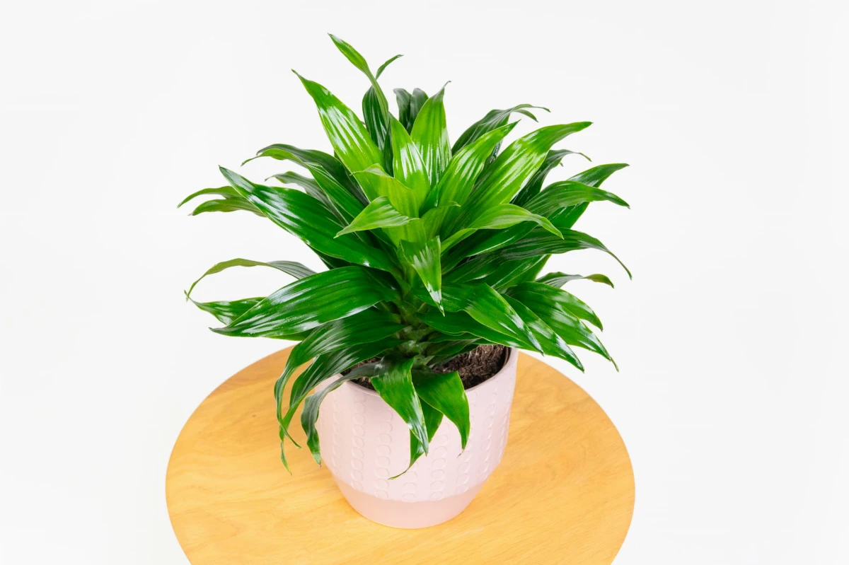 Dracena compacta w widoku z boku, liście promieniście odgięte na zewnątrz rozety