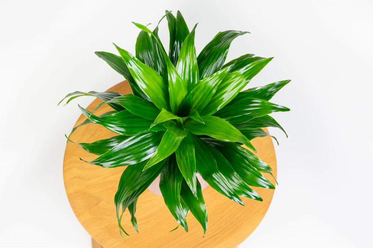 Dracena compacta widziana z góry, zwarta rozeta krótkich liści draceny wonnej