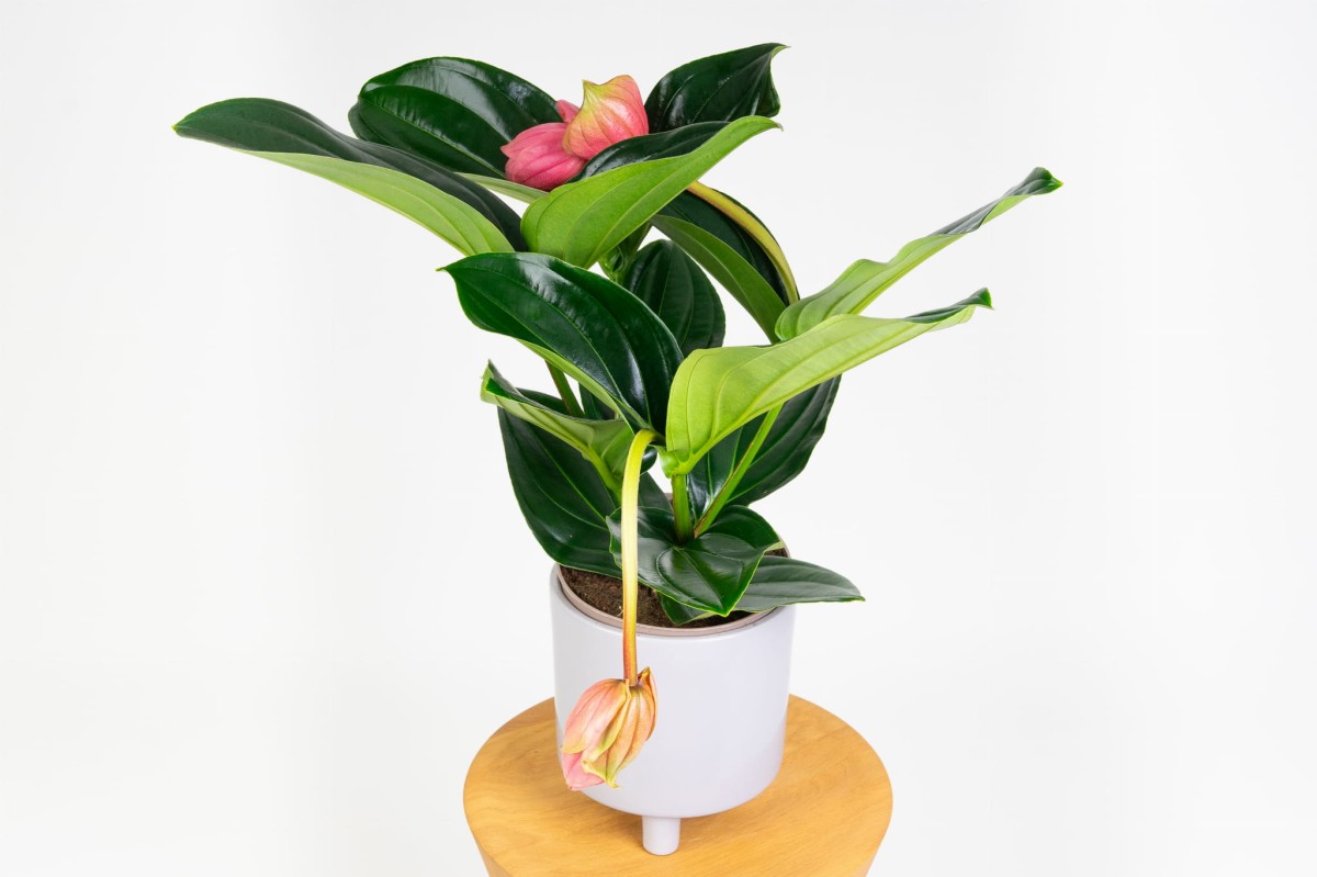 medinilla-wspaniala-medinilla-magnifica-01