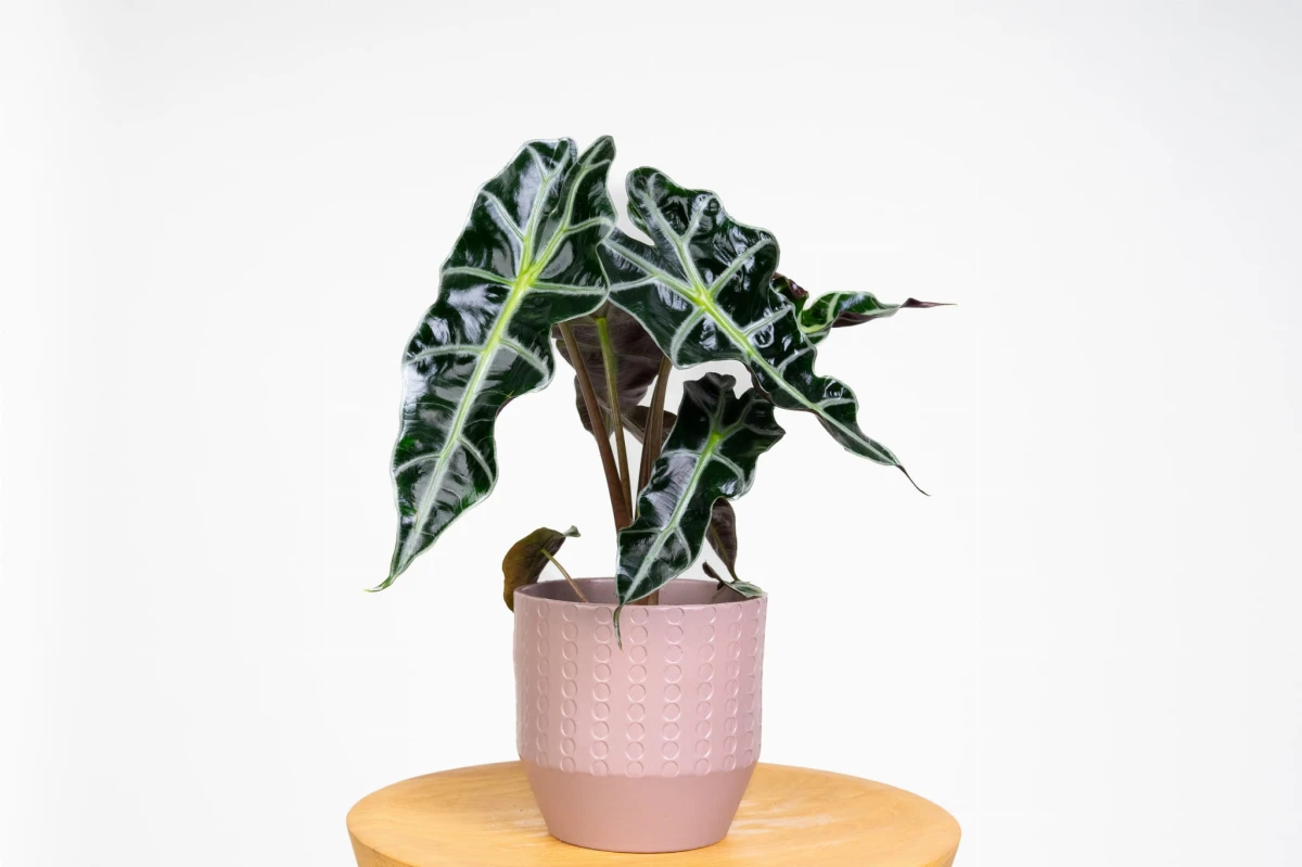 Alokazja sanderiana Nobilis (Alocasia sanderiana) w doniczce, kępa ciemnych liści o falistym brzegu