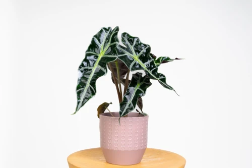 Alokazja sanderiana Nobilis (Alocasia sanderiana)