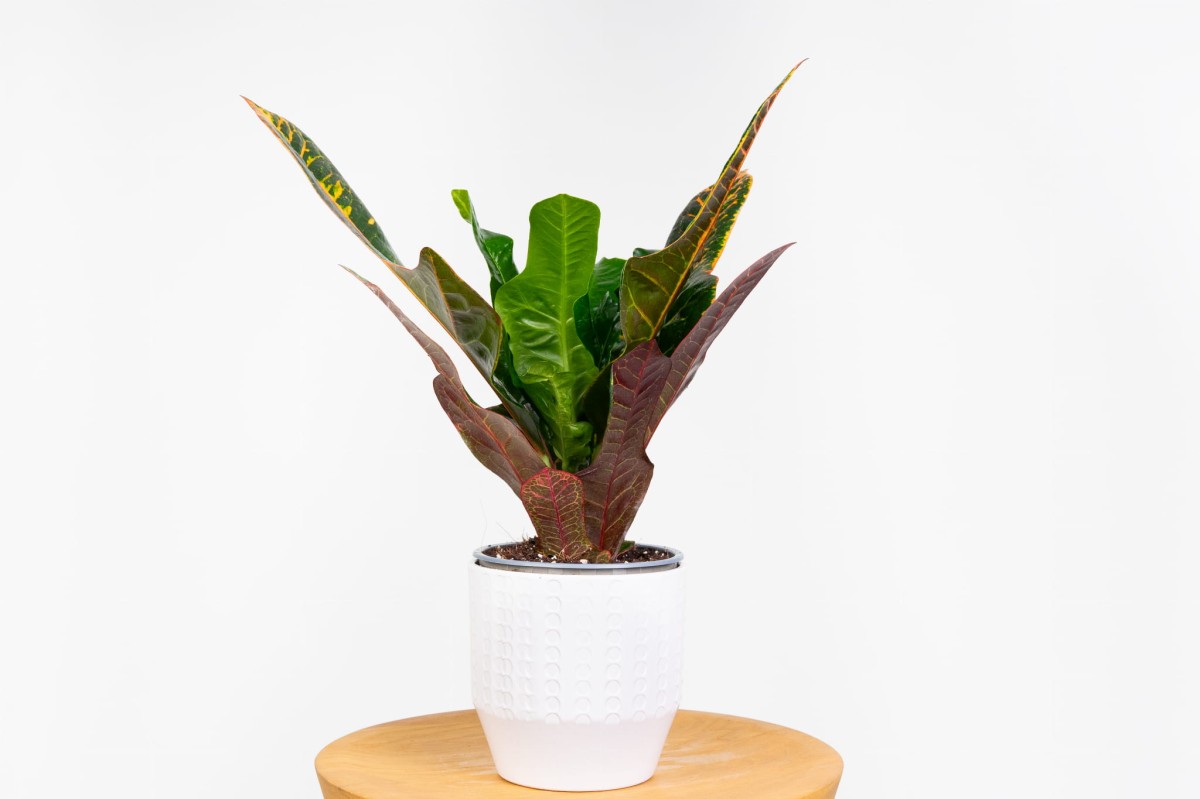 Kroton pstry 'Excellent' (Codiaeum variegatum) o dębolistnych, wielobarwnych liściach