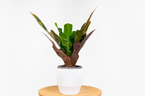 Kroton pstry 'Excellent' (Codiaeum variegatum) - kroton dębolistny
